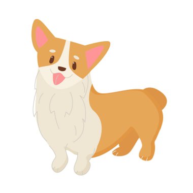 Ccorgi, izole vektör çizimi yapıyor. Komik küçük köpek, şirin yüz ve kısa kuyruk. Düz stilde arkadaş canlısı bir karakter.
