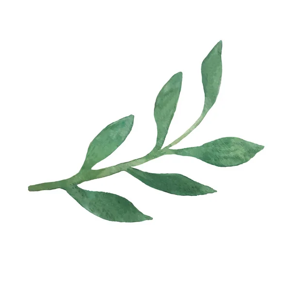 El çizimi suluboya bitkisi beyaz vektör illüstrasyonunda izole edilmiş. Minimalist tarzda çiçek dalı