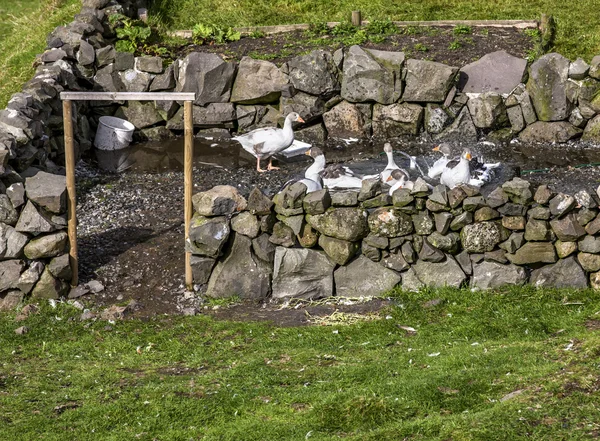 Gås i deras inhägnad — Stockfoto