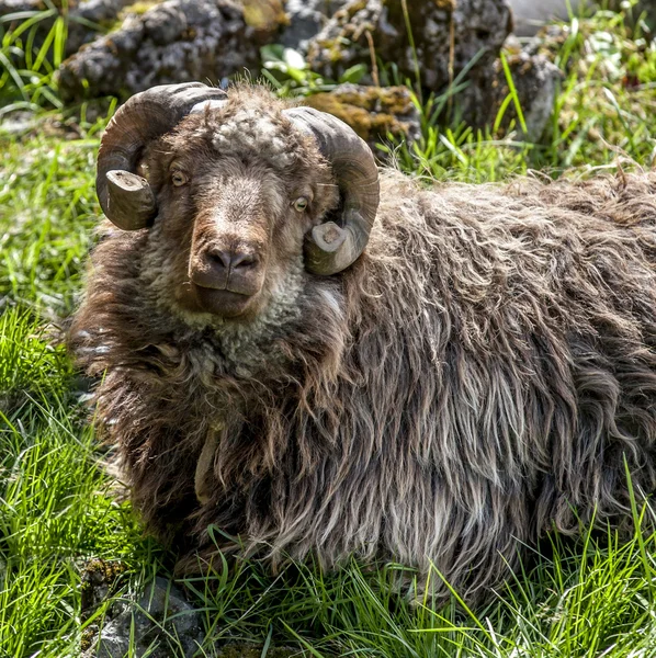 koyun boynuzlu faroe adasından kesmek
