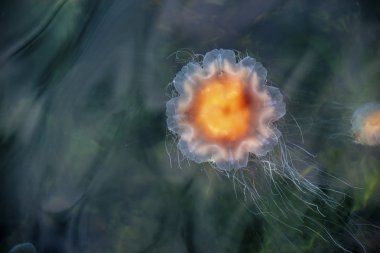 denizanası, seydisfjordur iceland22