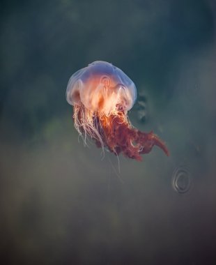 denizanası, seydisfjordur iceland6