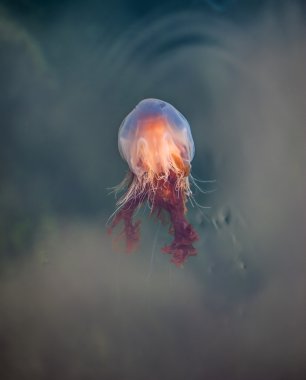 denizanası, seydisfjordur iceland5