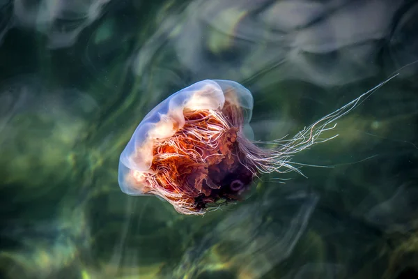 Medusas, Seydisfjordur Islands2 — Fotografia de Stock