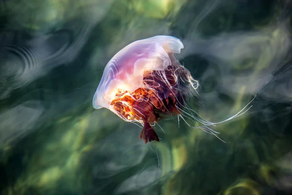 Jellyfish, Seydisfjordur Iceland11 — Stock Photo, Image