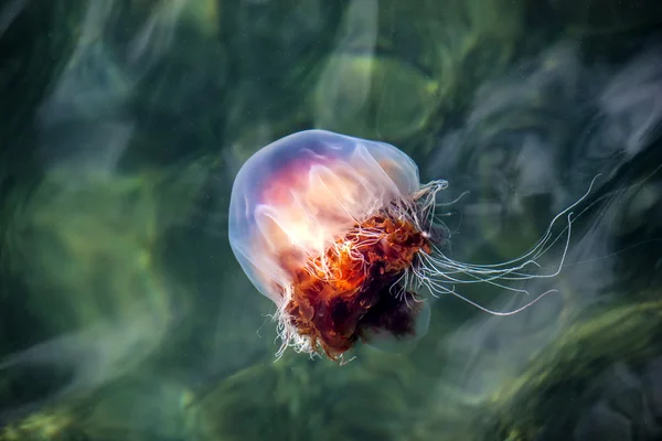 Jellyfish, Seydisfjordur Iceland10 — Stock Photo, Image