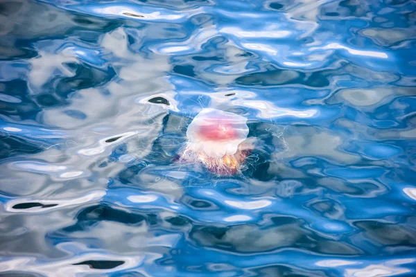 Jellyfish, Seydisfjordur Iceland — Stock Photo, Image