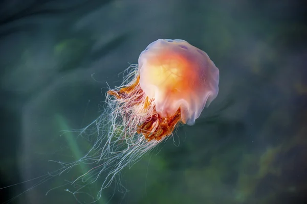 Jellyfish, Seydisfjordur og 14 - Stock-foto