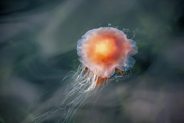 Jellyfish, Seydisfjordur og 13 - Stock-foto