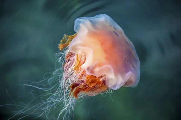 Jellyfish, Seydisfjordur Iceland15 — Stock Photo, Image