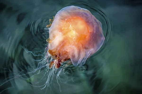 Jellyfish, Seydisfjordur Iceland16 — Stock Photo, Image