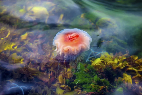 Jellyfish, Seydisfjordur Iceland17 — Stock Photo, Image