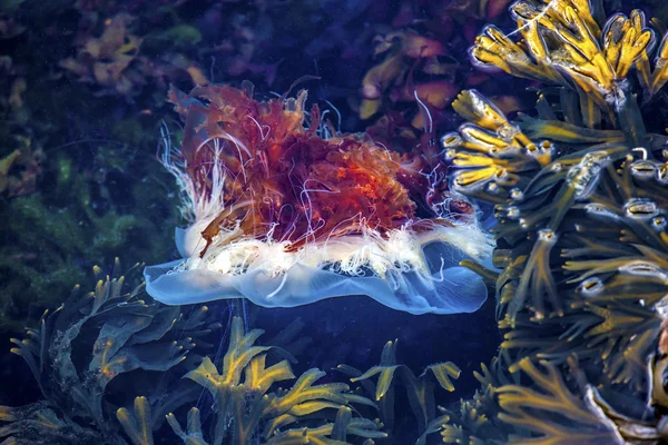 Jellyfish, Seydisfjordur Iceland18 — Stock Photo, Image