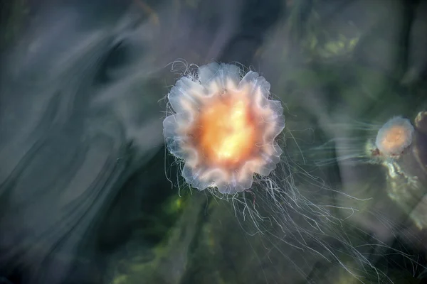 Jellyfish, Seydisfjordur Iceland23 — Stock Photo, Image