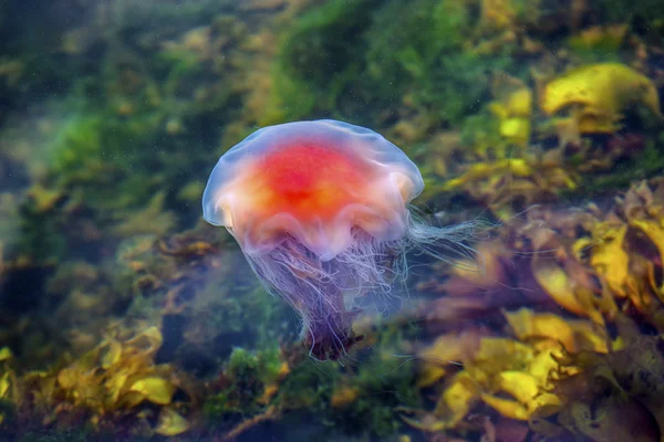 Jellyfish, Seydisfjordur og 26 - Stock-foto