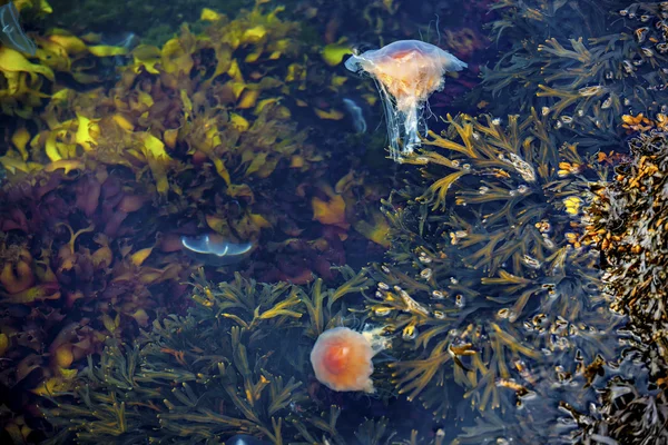Jellyfish, Seydisfjordur Iceland29 — Stock Photo, Image