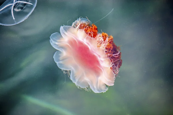 Jellyfish, Seydisfjordur og 28 - Stock-foto