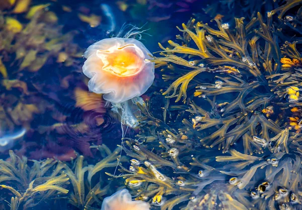 Jellyfish, Seydisfjordur Iceland30 — Stock Photo, Image