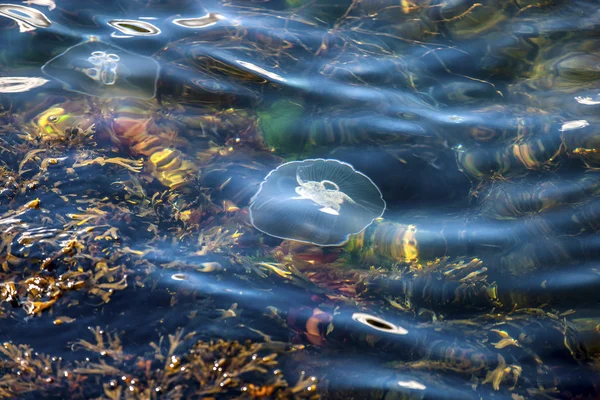 Jellyfish, Seydisfjordur Iceland32 — Stock Photo, Image