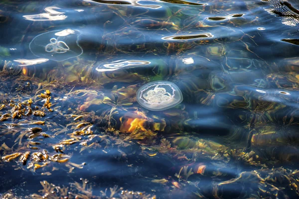 Jellyfish, Seydisfjordur Iceland33 — Stock Photo, Image