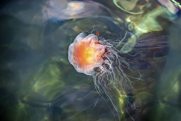 Jellyfish, Seydisfjordur Iceland34 — Stock Photo, Image