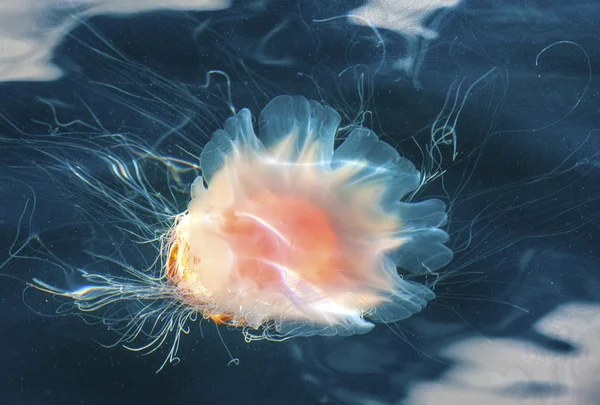 Jellyfish, Seydisfjordur Iceland9 — Stock Photo, Image