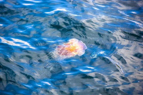 Jellyfish, Seydisfjordur Iceland7 — Stock Photo, Image