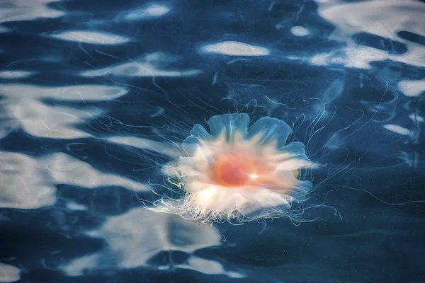 Jellyfish, Seydisfjordur Iceland8 — Stock Photo, Image