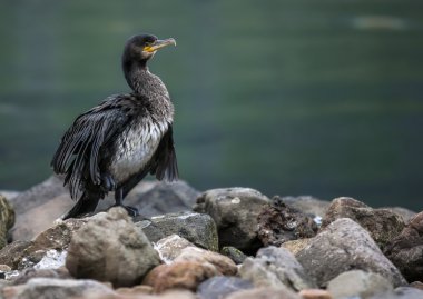 Seydisfjordur büyük karabatak