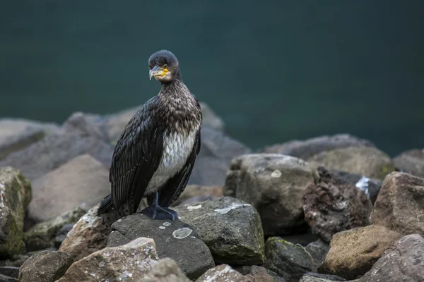 Great Cormorant in Seydisfjordur7 — Stock Photo, Image