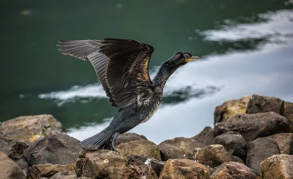 Great Cormorant in Seydisfjordur5 — Stock Photo, Image
