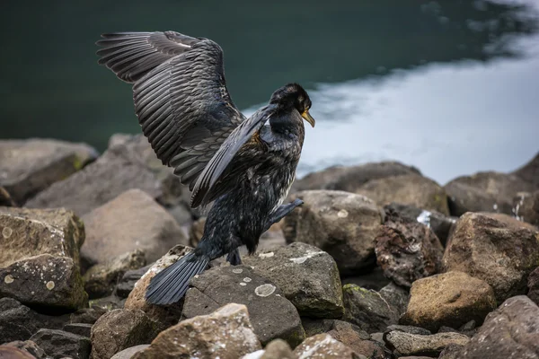 Kormoran w Seydisfjordur4 — Zdjęcie stockowe