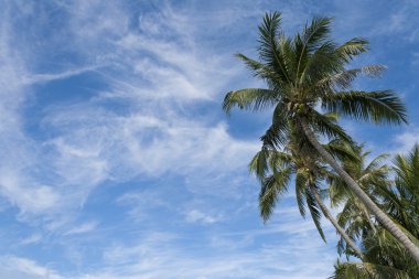 Mavi gökyüzünün altında hindistan cevizi ağacı ve parlak güneş