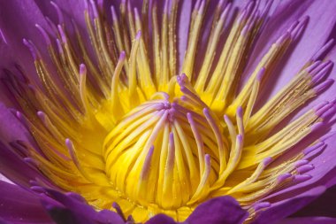 primer plano de flores de loto Rosa hermosa