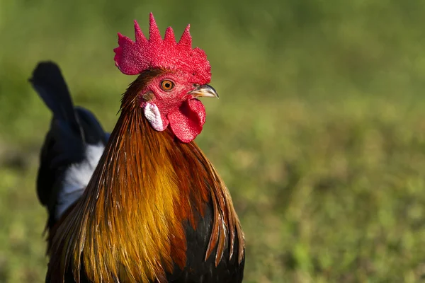 Beautiful Rooster — Stock Photo, Image