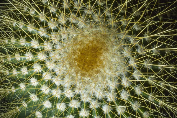 Cactus en gros plan — Photo