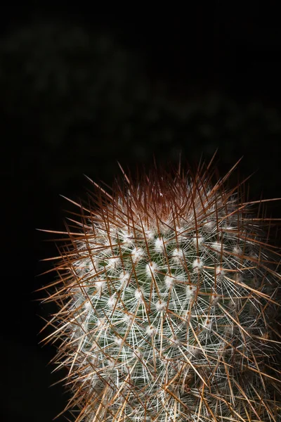 Cactus en gros plan — Photo