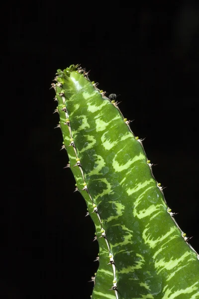 Cactus en gros plan — Photo