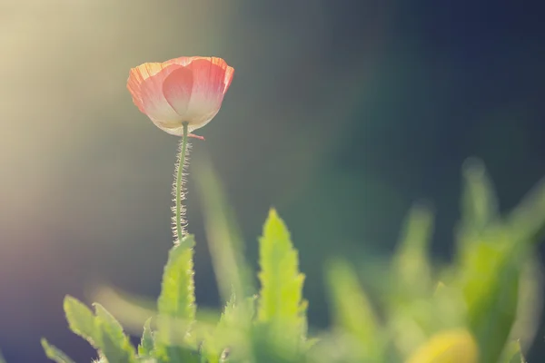 Nahaufnahme von roten Mohnblumen im Sommer — Stockfoto