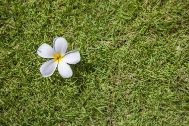 yeşil çimen dokusu arkaplanı