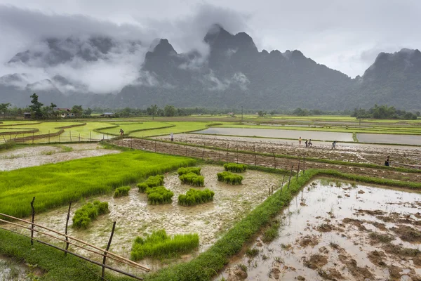 Pirinç alan Vang Vieng, Laos.