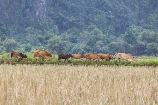 Rundvee kuddes in rijst veld in Vang Vieng, Laos. — Stockfoto