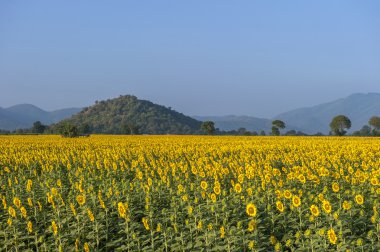 Mavi gökyüzü üzerinde ayçiçeği çiçeklenme tarlası