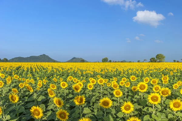 Virágzó mező, a napraforgó, a kék ég — Stock Fotó