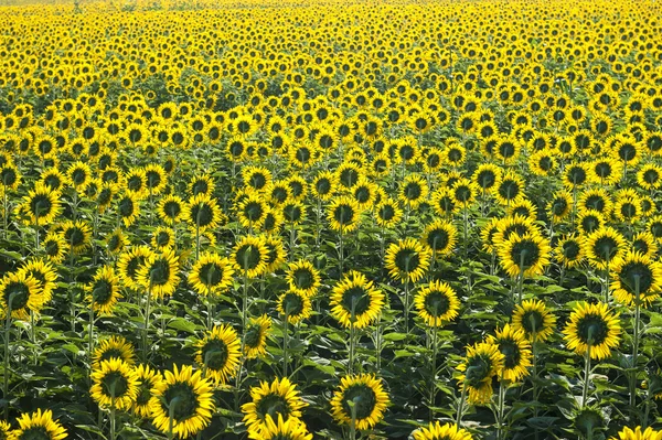 Beautiful Sunflower field  for background picture — Stock Photo, Image