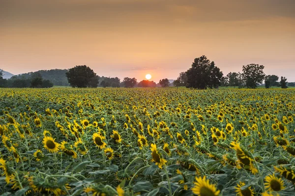 Paisagem de verão: pôr do sol beleza sobre o campo de girassóis — Fotografia de Stock