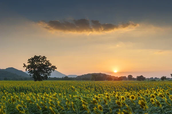 Sommarlandskap: skönhet solnedgång över solrosor fält — Stockfoto