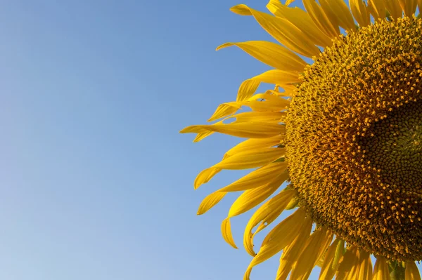 Close up Sunflower against a blue sky — Stock Photo, Image