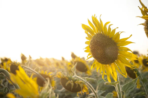 Vintage photo of sunflower in the field at sunset — Stock Photo, Image