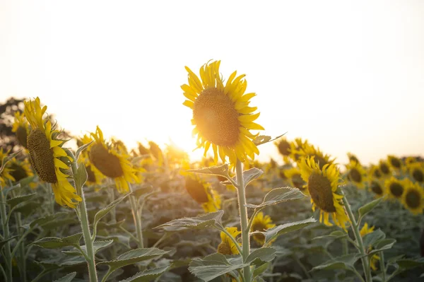 Vintage photo of sunflower in the field at sunset — Stock Photo, Image